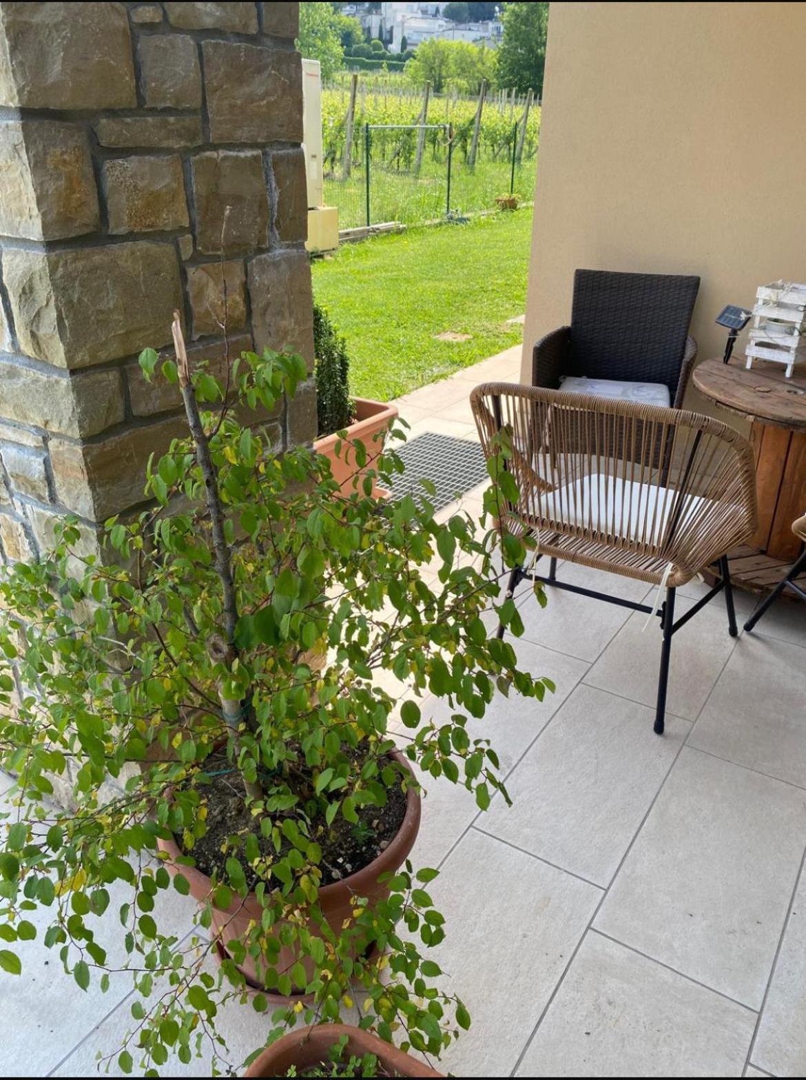 Orchidea del Garda Apartament Peschiera del Garda Exterior foto